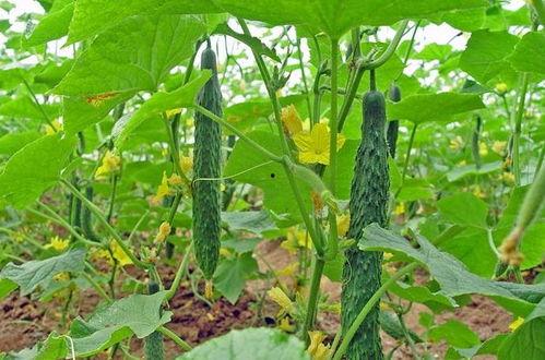 黄瓜最多留几个瓜吃,掌握最佳留瓜数量，丰收不是梦