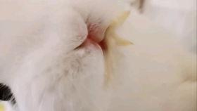 小白小黑吃瓜,揭秘娱乐圈幕后故事