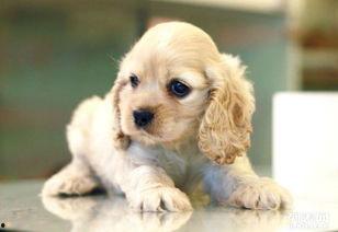 可卡犬网红,网络红星的魅力与日常