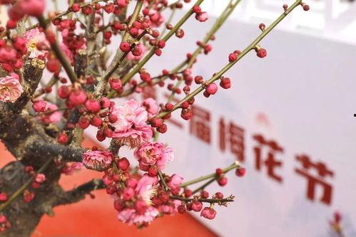 网红哪去了梅子,背后真相引人猜测