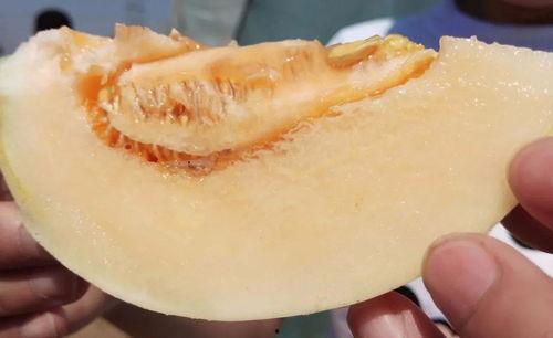 汾阳吃瓜在哪可以看,揭秘最佳观瓜胜地