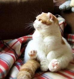 娱乐吃瓜小猫咪视频下载