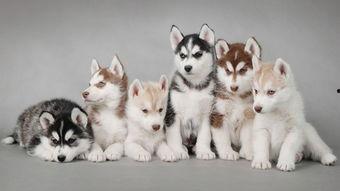 娱乐吃瓜酱哈士奇,揭秘哈士奇的那些事儿