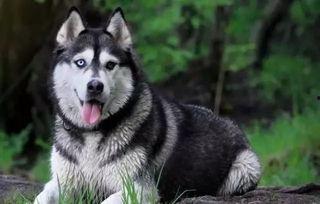 娱乐吃瓜酱哈士奇,揭秘哈士奇的那些事儿