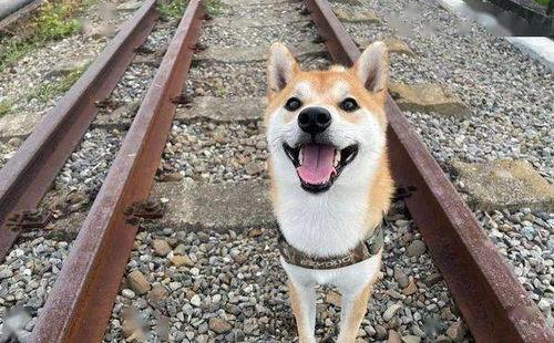 娱乐吃瓜酱监控小狗,小狗日常萌态大曝光！