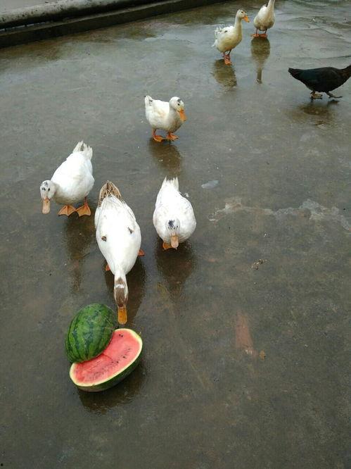 吃瓜娱乐鸭